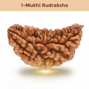 1 – Mukhi Rudraksha
