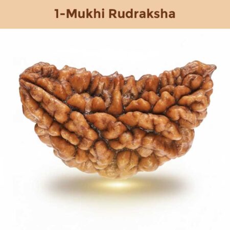 1 – Mukhi Rudraksha