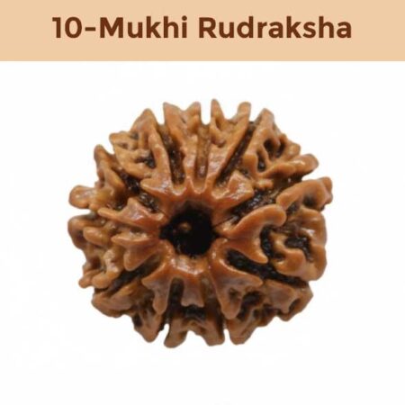 10– Mukhi Rudraksha
