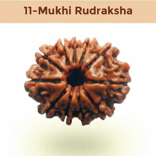 11– Mukhi Rudraksha