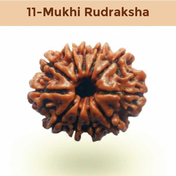 11– Mukhi Rudraksha