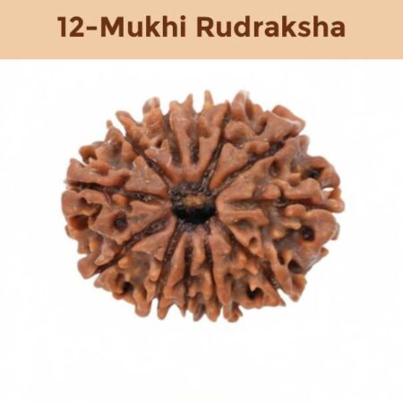 12– Mukhi Rudraksha