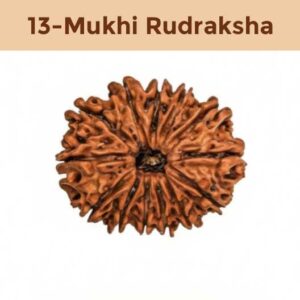 13– Mukhi Rudraksha