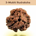 3– Mukhi Rudraksha