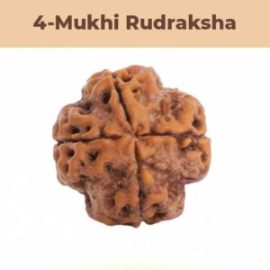 4– Mukhi Rudraksha