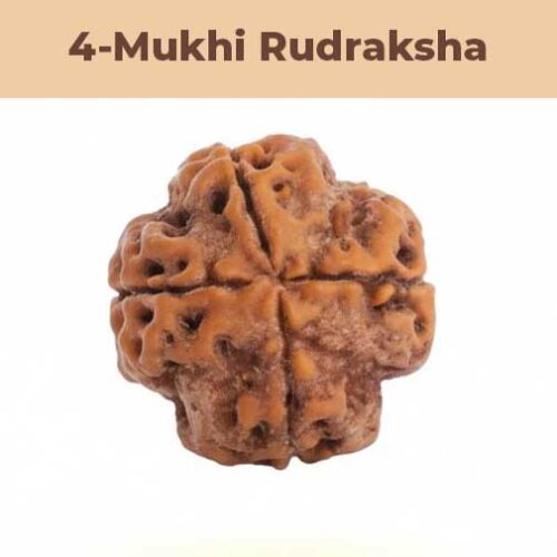 4– Mukhi Rudraksha