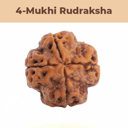 4– Mukhi Rudraksha