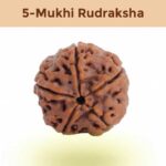 5– Mukhi Rudraksha