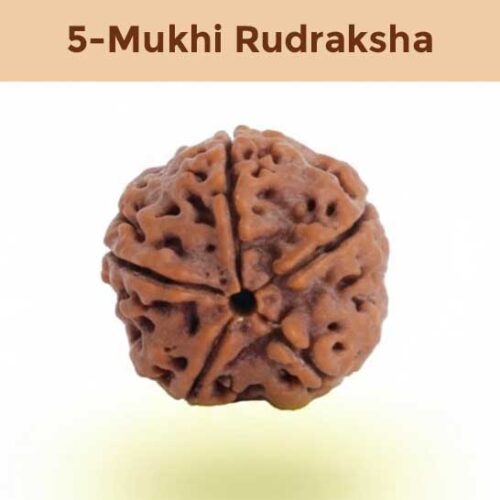5– Mukhi Rudraksha