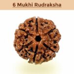 6– Mukhi Rudraksha