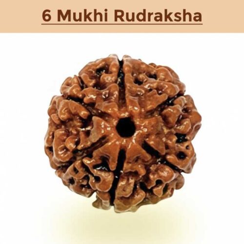 6– Mukhi Rudraksha