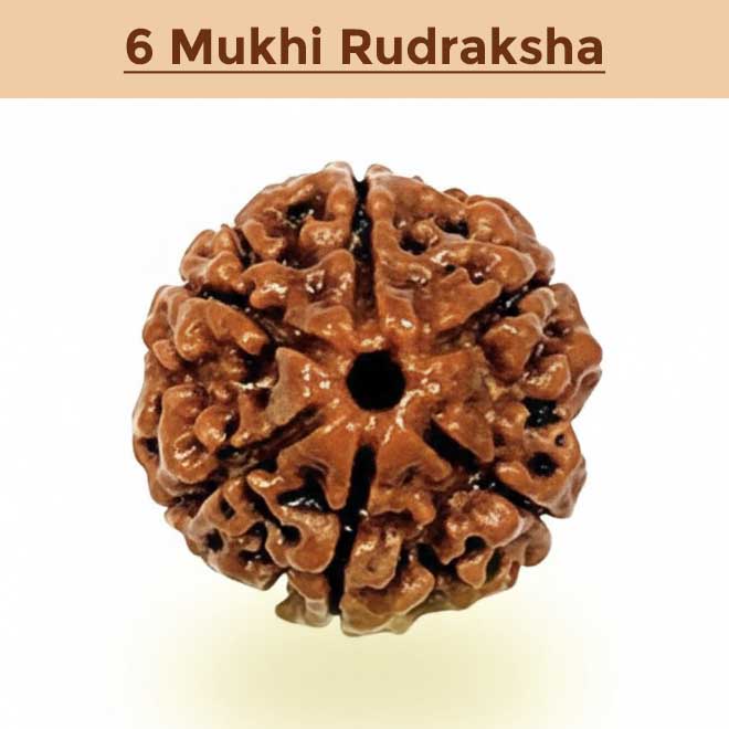 6– Mukhi Rudraksha