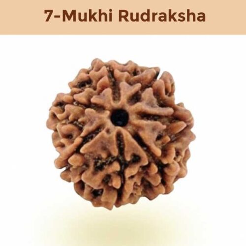 7– Mukhi Rudraksha