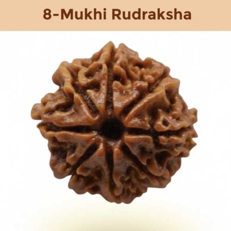 8– Mukhi Rudraksha
