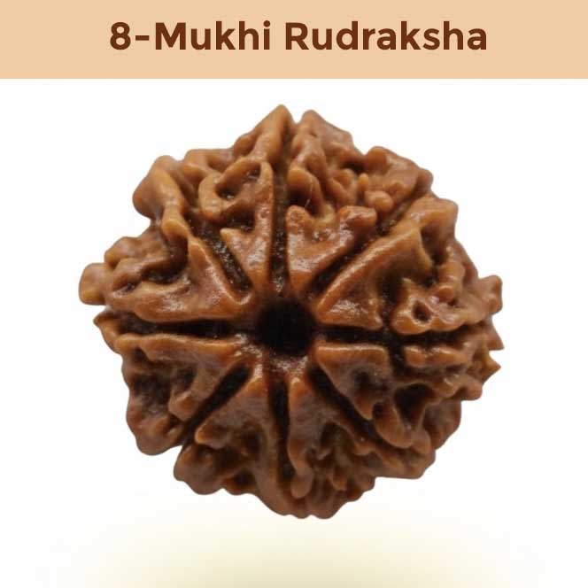 8– Mukhi Rudraksha