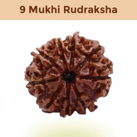 9– Mukhi Rudraksha